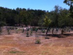 2011-09-06-6607 Conifer Cove-28.jpg
